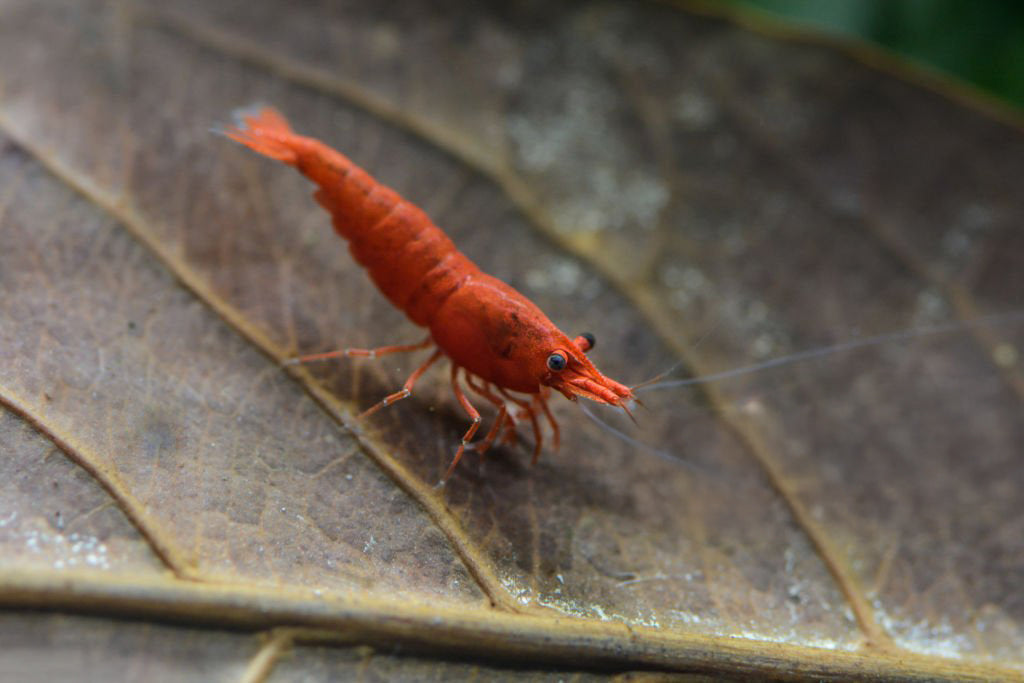 Fire Red Neocaridina Shrimp Pack